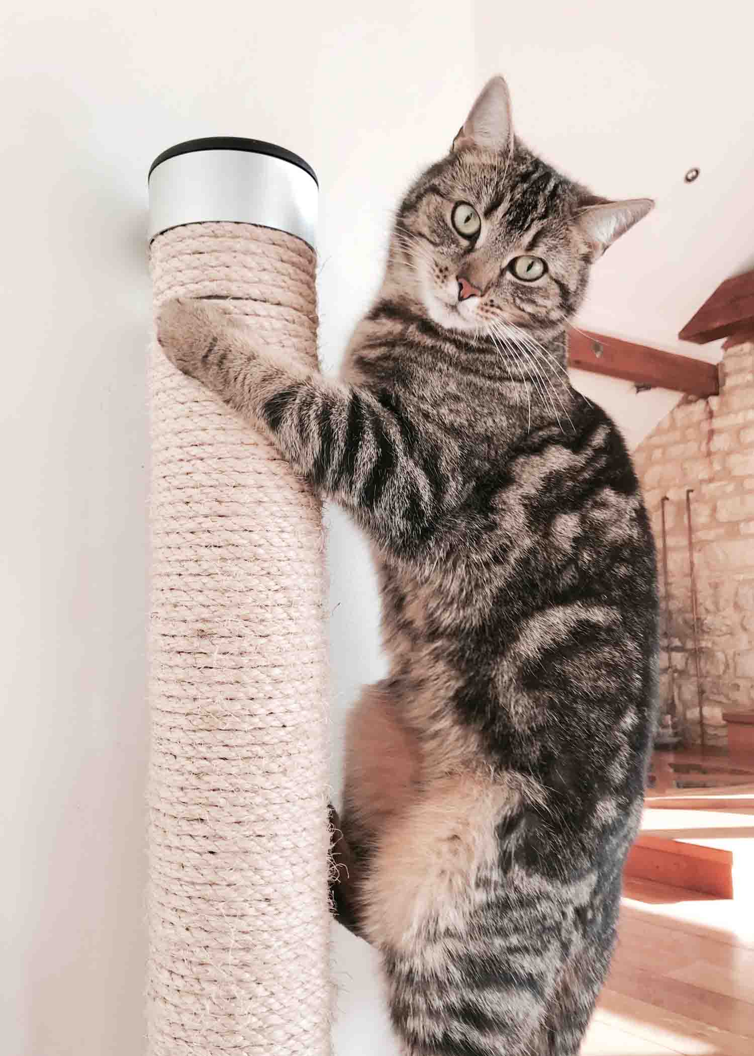 Catipilla cat climbing product scratcher