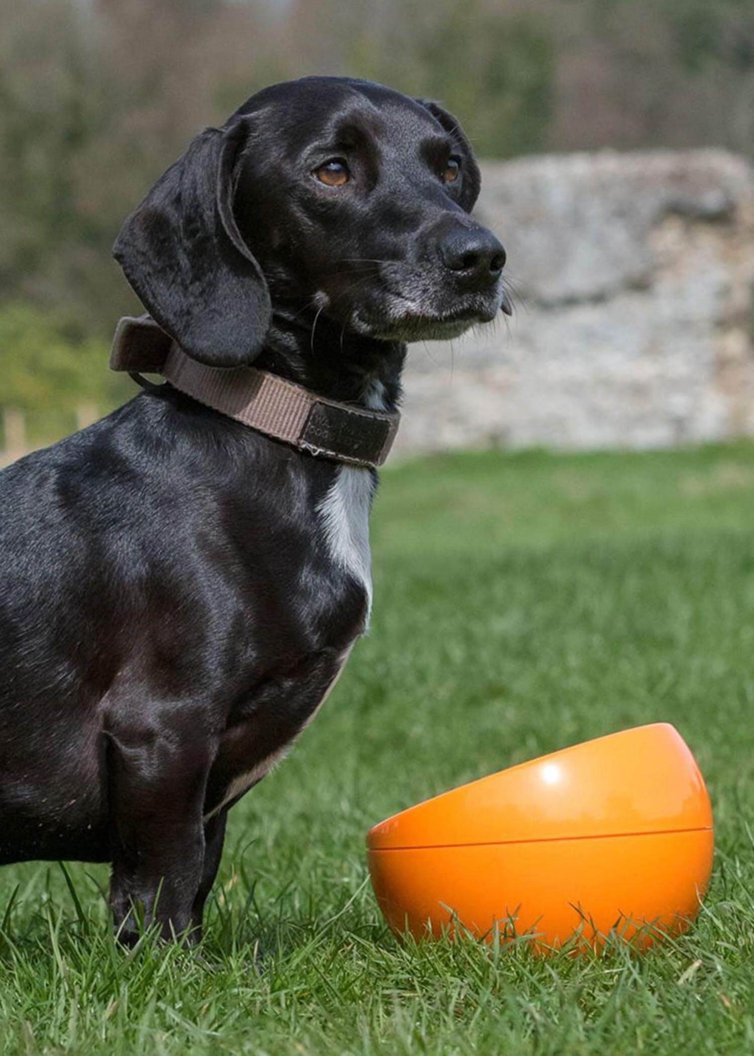 Hing dome bowl dog pet product design