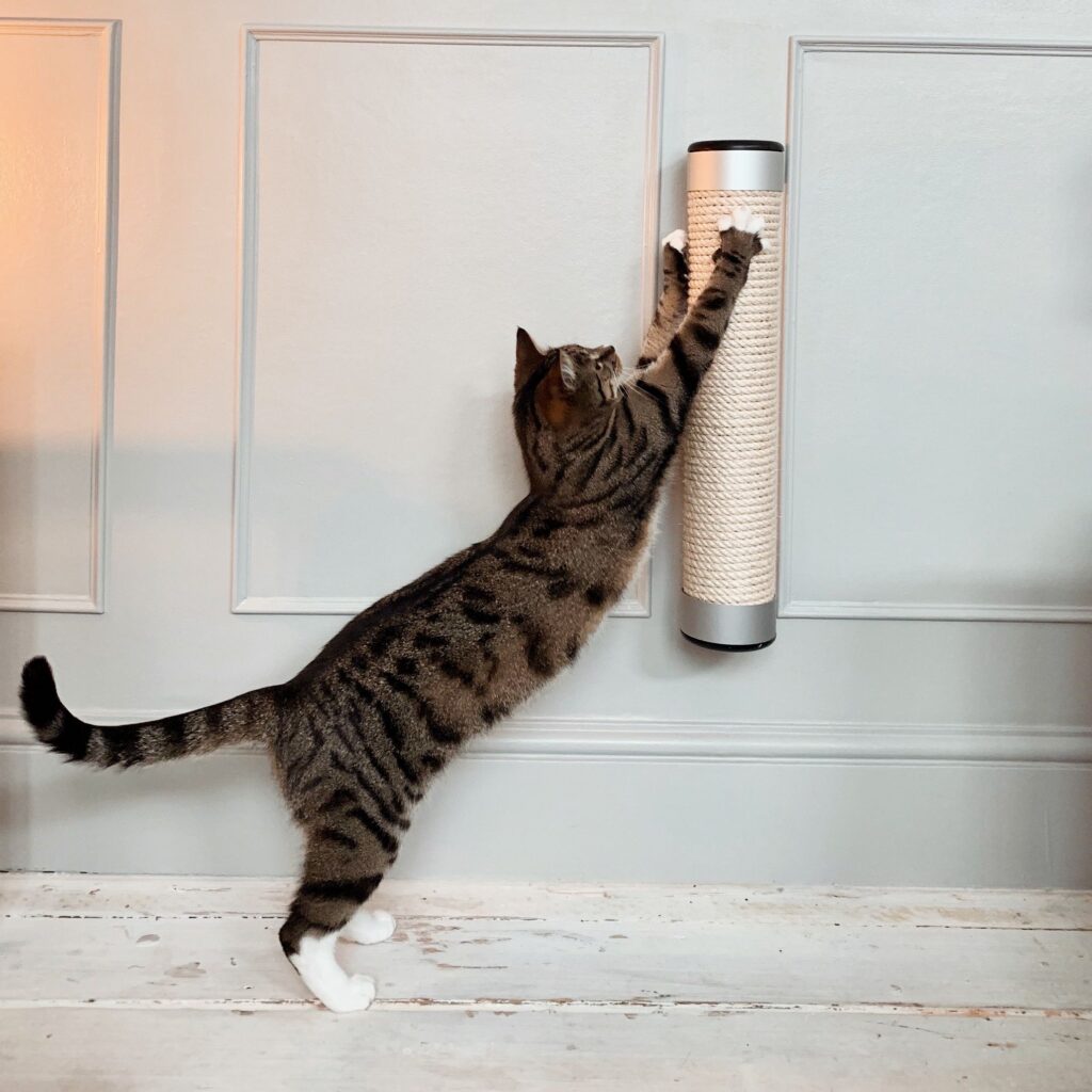 Cat Scratcher in Home square