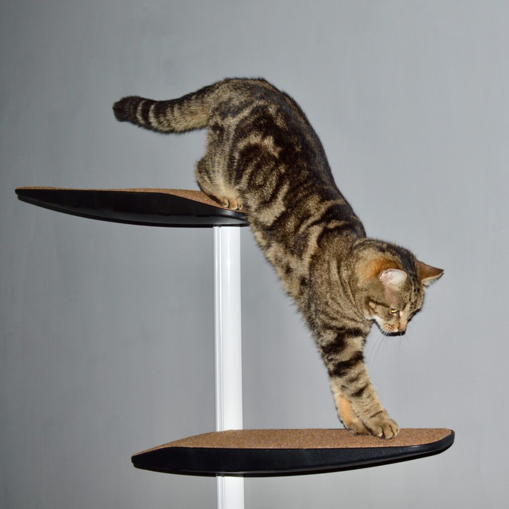 Cat jump down mini