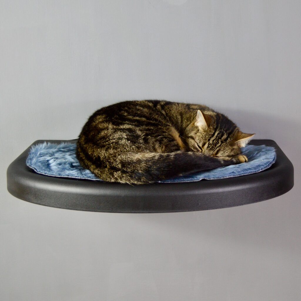 Cat on Black High Plate