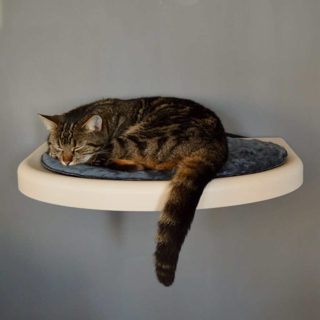 Cat on White treadplate 4