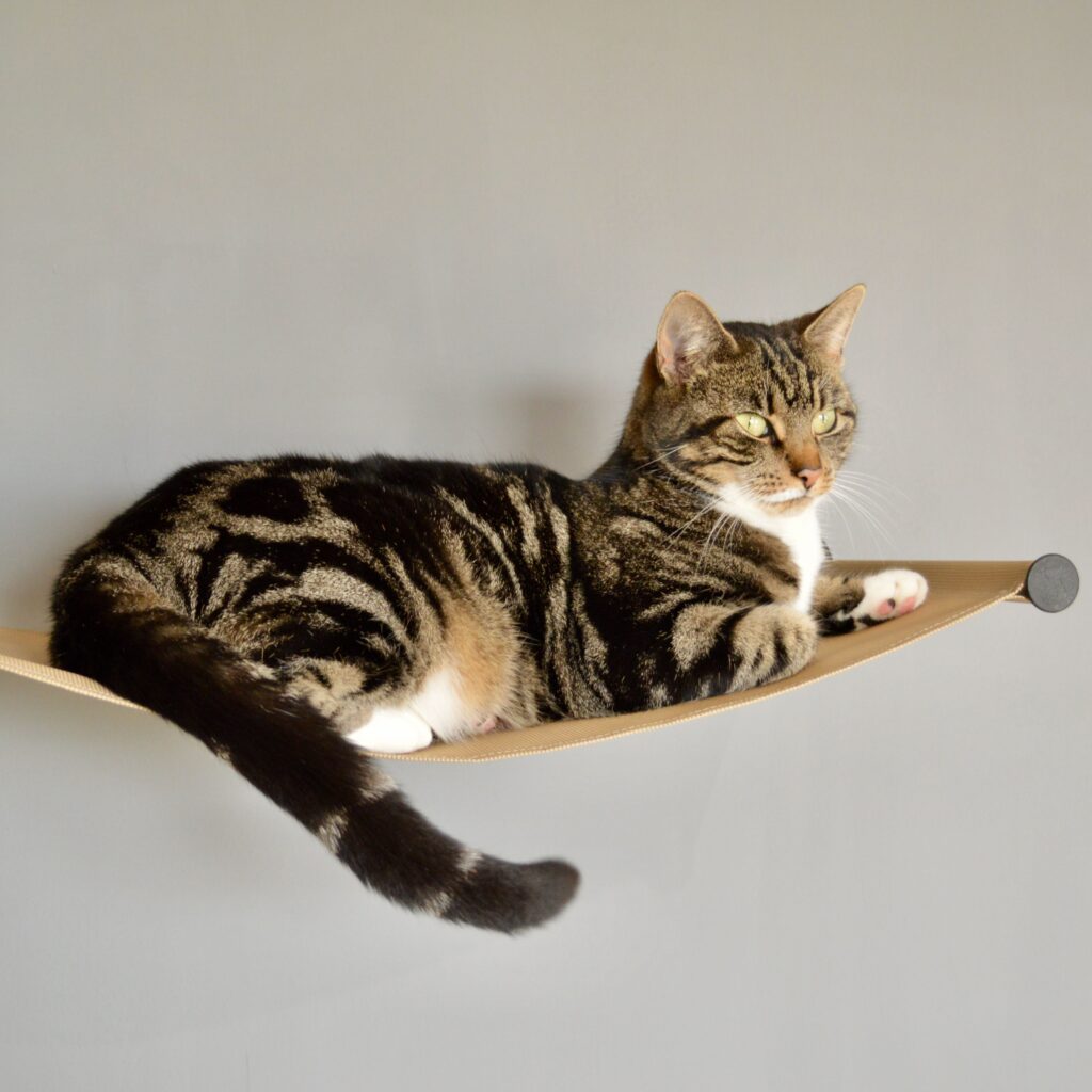 Cat on tan hammock