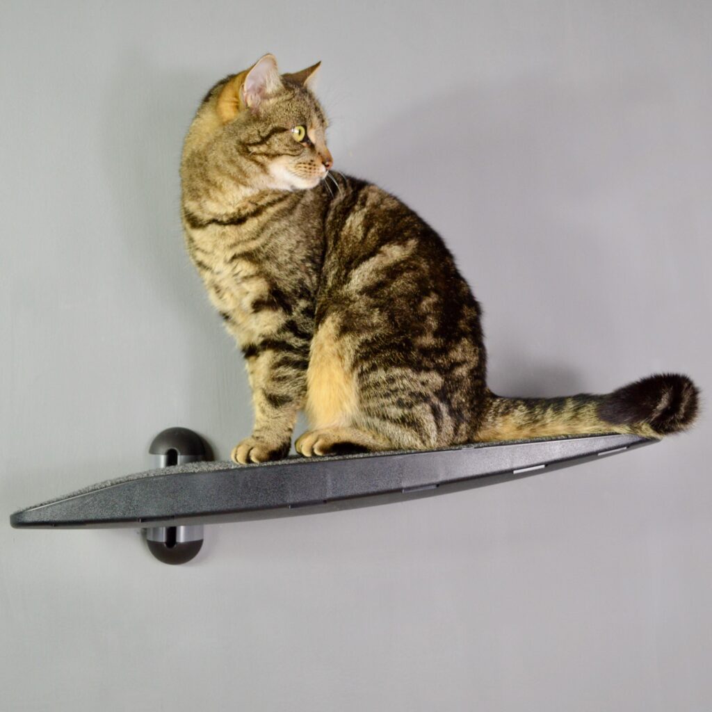 Cat sitting on Treadplate