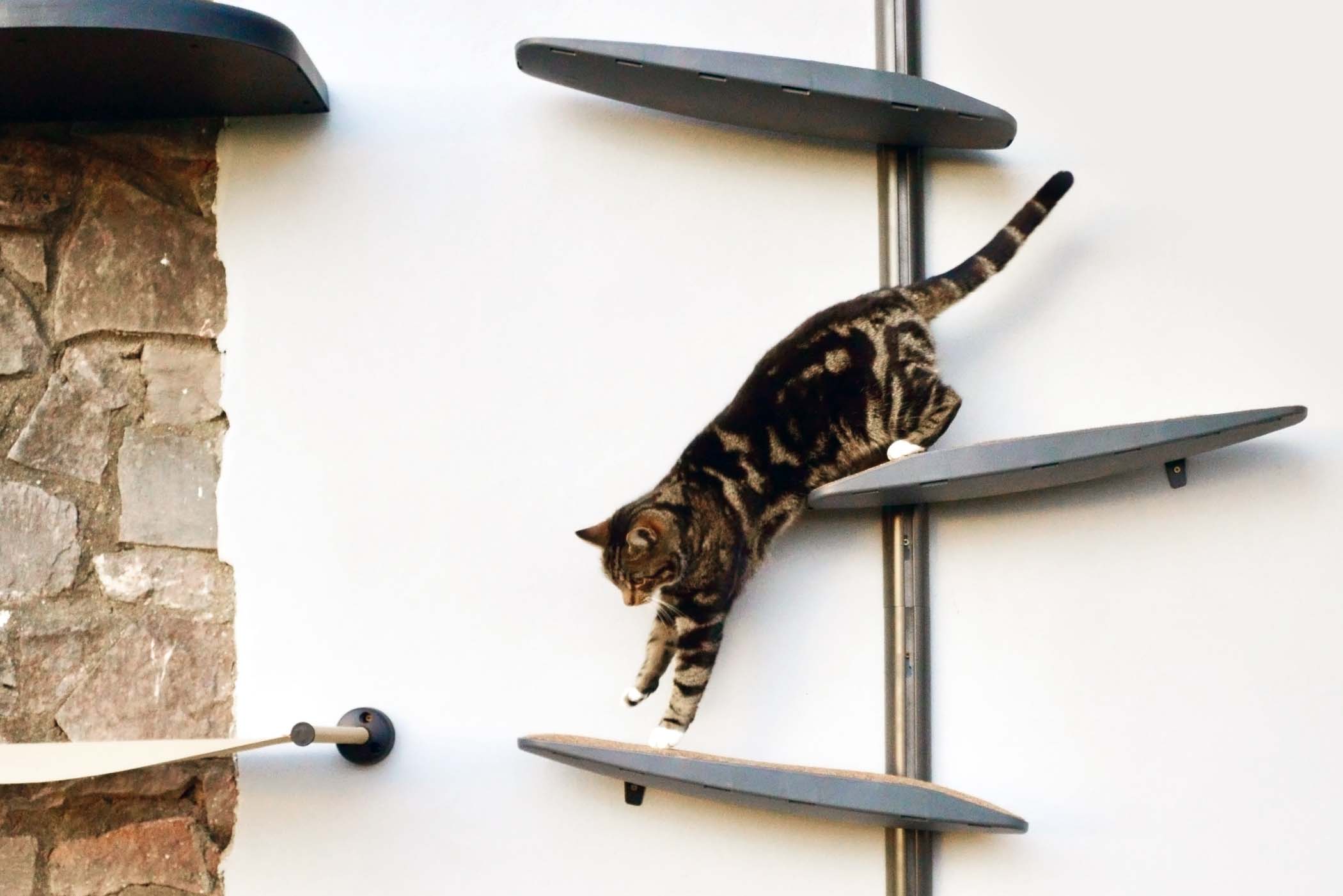 Catipilla main image