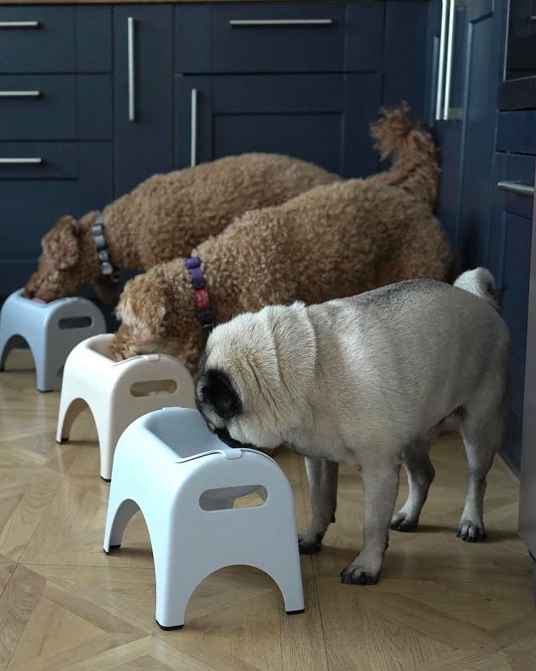 Easy Eat three dogs eating from bowl