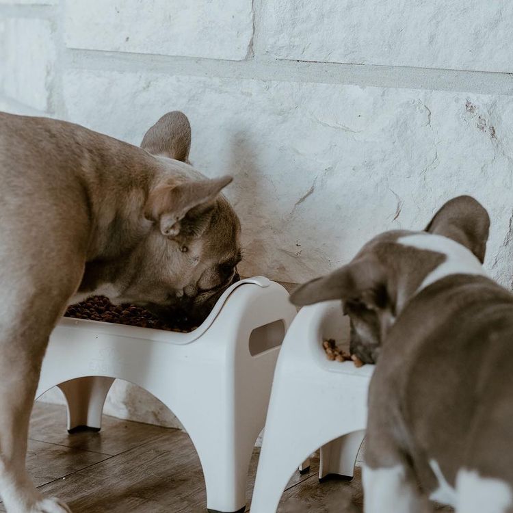 easy eat two dogs eating from bowls